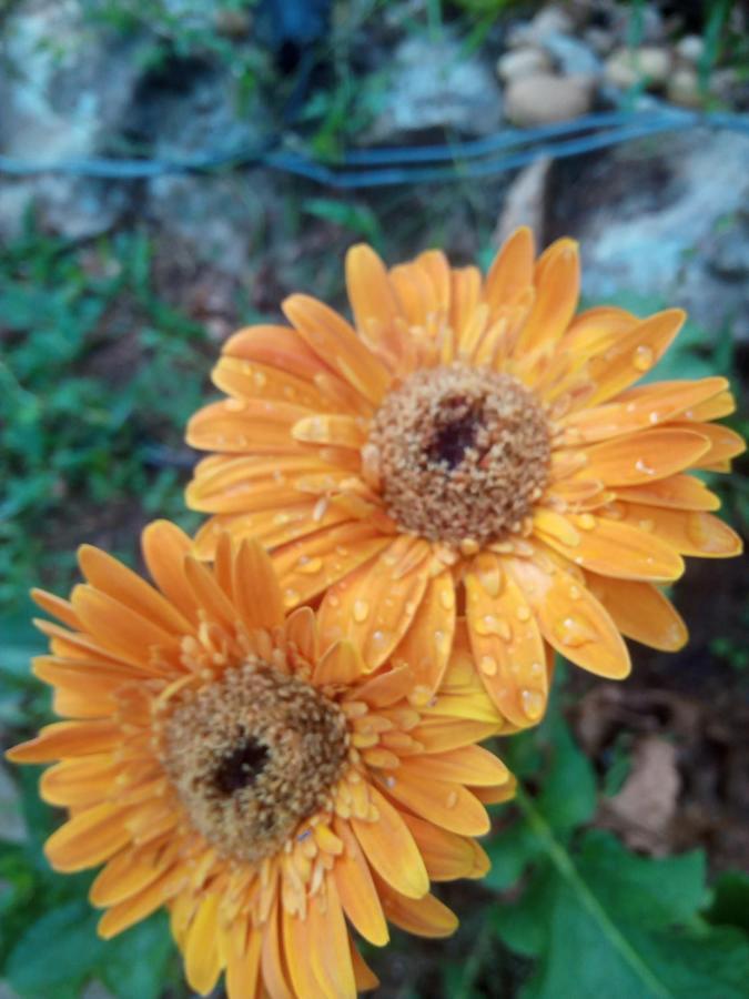 אנוראדפורה Sidhangana Home Stay מראה חיצוני תמונה